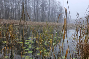 Działka na sprzedaż 19500m2 szczycieński Świętajno - zdjęcie 1