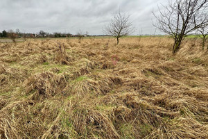 Działka na sprzedaż 1801m2 pyrzycki Pyrzyce Nieborowo - zdjęcie 3