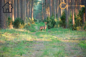 Działka na sprzedaż 5006m2 tucholski Śliwice Brzeźno - zdjęcie 2