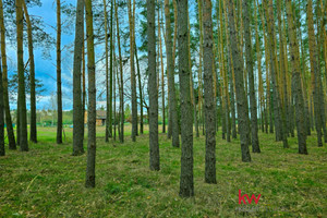 Działka na sprzedaż 4989m2 milicki Krośnice Łazy Wielkie - zdjęcie 2