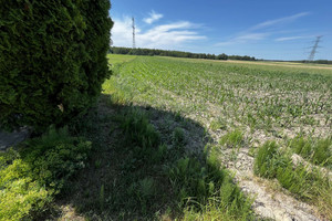 Działka na sprzedaż 8000m2 łęczyński Puchaczów Jasieniec - zdjęcie 1