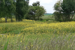 Działka na sprzedaż 16020m2 nowodworski Sztutowo - zdjęcie 3