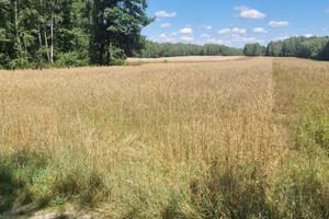 Działka na sprzedaż 5700m2 łaski Łask Anielin - zdjęcie 2