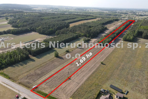 Działka na sprzedaż 16900m2 turecki Brudzew Cichów - zdjęcie 3