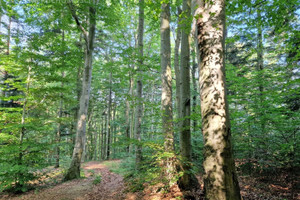 Działka na sprzedaż 21600m2 tarnowski Tuchów Jodłówka Tuchowska - zdjęcie 2