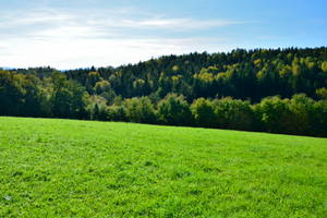 Działka na sprzedaż 12700m2 myślenicki Raciechowice Gruszów - zdjęcie 3