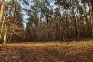 Działka na sprzedaż 2327m2 grodziski Żabia Wola Siestrzeń - zdjęcie 3