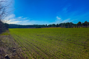 Działka na sprzedaż 1018m2 grodziski Żabia Wola Bartoszówka Pogodna - zdjęcie 2