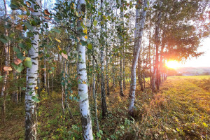 Działka na sprzedaż 6900m2 brzeski Gnojnik Zawada Uszewska - zdjęcie 2