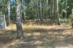 Działka na sprzedaż 1493m2 warszawski zachodni Leszno Powązki - zdjęcie 3