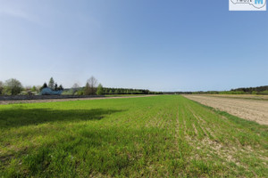 Działka na sprzedaż 25249m2 jędrzejowski Nagłowice Zdanowice - zdjęcie 2