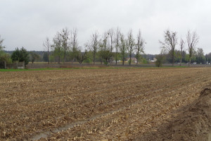 Działka na sprzedaż 21400m2 sochaczewski Nowa Sucha Stary Dębsk - zdjęcie 1