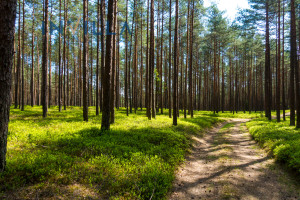 Działka na sprzedaż starogardzki Osieczna Klaniny - zdjęcie 2