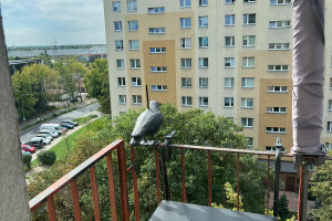 Mieszkanie do wynajęcia 35m2 Warszawa Ursus Mariana Keniga - zdjęcie 3