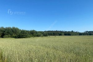 Działka na sprzedaż 4000m2 koniński Golina Rosocha - zdjęcie 2