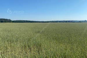 Działka na sprzedaż 4000m2 koniński Golina Rosocha - zdjęcie 3