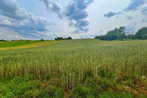 Działka na sprzedaż 6500m2 myszkowski Niegowa Antolka - zdjęcie 1