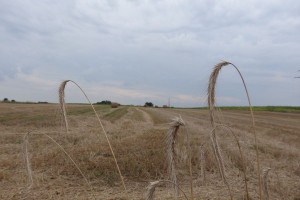 Działka na sprzedaż 793m2 grodziski Grodzisk Wielkopolski Zdrojowa - zdjęcie 3