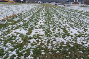 Działka na sprzedaż 1000m2 nowosądecki Stary Sącz Gołkowice Górne - zdjęcie 2