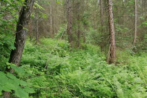 Działka na sprzedaż 2800m2 nowosądecki Kamionka Wielka Mszalnica - zdjęcie 3