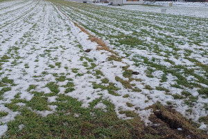 Działka na sprzedaż 1000m2 nowosądecki Stary Sącz Gołkowice Górne - zdjęcie 1