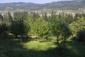 Działka na sprzedaż 2600m2 nowosądecki Łącko Maszkowice - zdjęcie 3