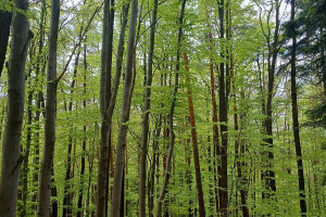 Działka na sprzedaż 47400m2 nowosądecki Gródek nad Dunajcem Rożnów - zdjęcie 1