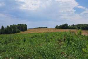 Działka na sprzedaż 2900m2 krakowski Skała - zdjęcie 3