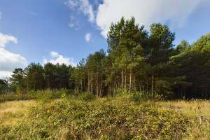 Działka na sprzedaż 1350m2 kamieński Świerzno Gostyniec - zdjęcie 1