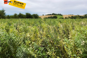 Działka na sprzedaż 3000m2 krakowski Wielka Wieś Wierzchowie - zdjęcie 3