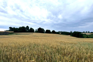 Działka na sprzedaż 1186m2 starogardzki Skarszewy Bożepole Królewskie - zdjęcie 3