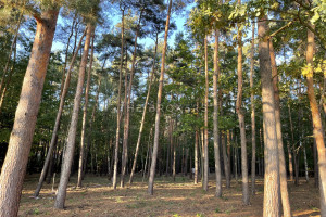 Działka na sprzedaż 1656m2 piaseczyński Konstancin-Jeziorna Chylice - zdjęcie 2