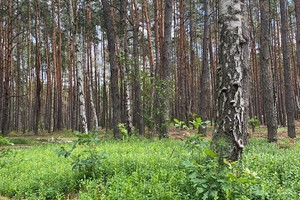 Działka na sprzedaż 1170m2 otwocki Wiązowna Malcanów - zdjęcie 2