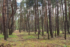 Działka na sprzedaż 1170m2 otwocki Wiązowna Malcanów - zdjęcie 3