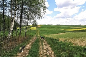 Działka na sprzedaż 1300m2 oświęcimski Polanka Wielka brzozowa - zdjęcie 2