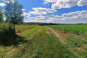 Działka na sprzedaż 1000m2 szamotulski Wronki OBELZANKI - zdjęcie 2