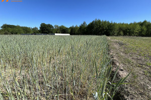 Działka na sprzedaż 1600m2 średzki Krzykosy Murzynowo Leśne - zdjęcie 3