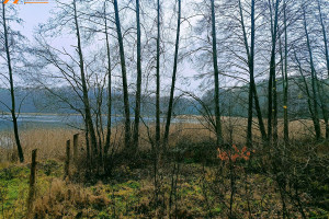 Działka na sprzedaż 3680m2 czarnkowsko-trzcianecki Wieleń Mężyk - zdjęcie 2