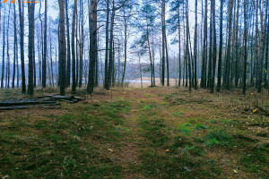 Działka na sprzedaż 3680m2 czarnkowsko-trzcianecki Wieleń Mężyk - zdjęcie 3