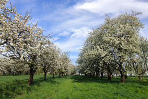 Działka na sprzedaż 2350m2 krakowski Zabierzów Kobylany Spacerowa - zdjęcie 2