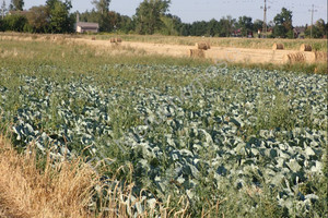 Działka na sprzedaż 16000m2 miński Halinów Wielgolas Duchnowski - zdjęcie 3