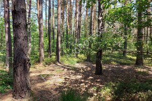 Działka na sprzedaż 17700m2 wołomiński Poświętne Turze - zdjęcie 3