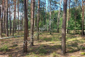 Działka na sprzedaż 4460m2 miński Dobre Ruda-Pniewnik - zdjęcie 2