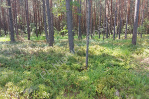 Działka na sprzedaż 3800m2 wołomiński Poświętne Turze - zdjęcie 3