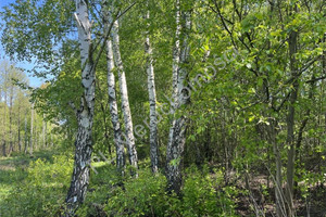 Działka na sprzedaż 3500m2 grodziski Jaktorów Sade Budy - zdjęcie 3