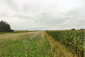 Działka na sprzedaż 14200m2 grodziski Grodzisk Mazowiecki Izdebno Kościelne - zdjęcie 3