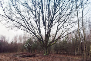 Działka na sprzedaż 4194m2 grodziski Grodzisk Mazowiecki Czarny Las - zdjęcie 2