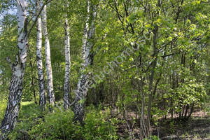 Działka na sprzedaż 3500m2 grodziski Jaktorów Sade Budy - zdjęcie 2