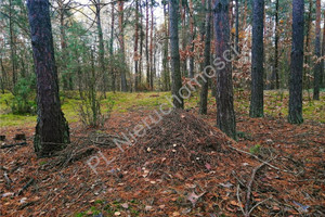 Działka na sprzedaż 4899m2 wołomiński Tłuszcz Pawłów - zdjęcie 2