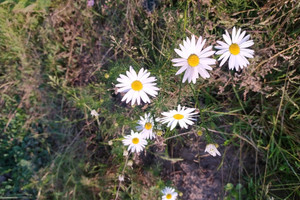 Działka na sprzedaż krakowski Igołomia-Wawrzeńczyce Stręgoborzyce - zdjęcie 3